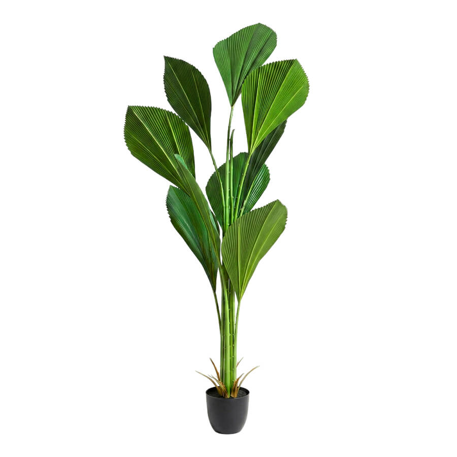 MC-36804SL Искусственная стрелиция Евро Офис (Зелёный)