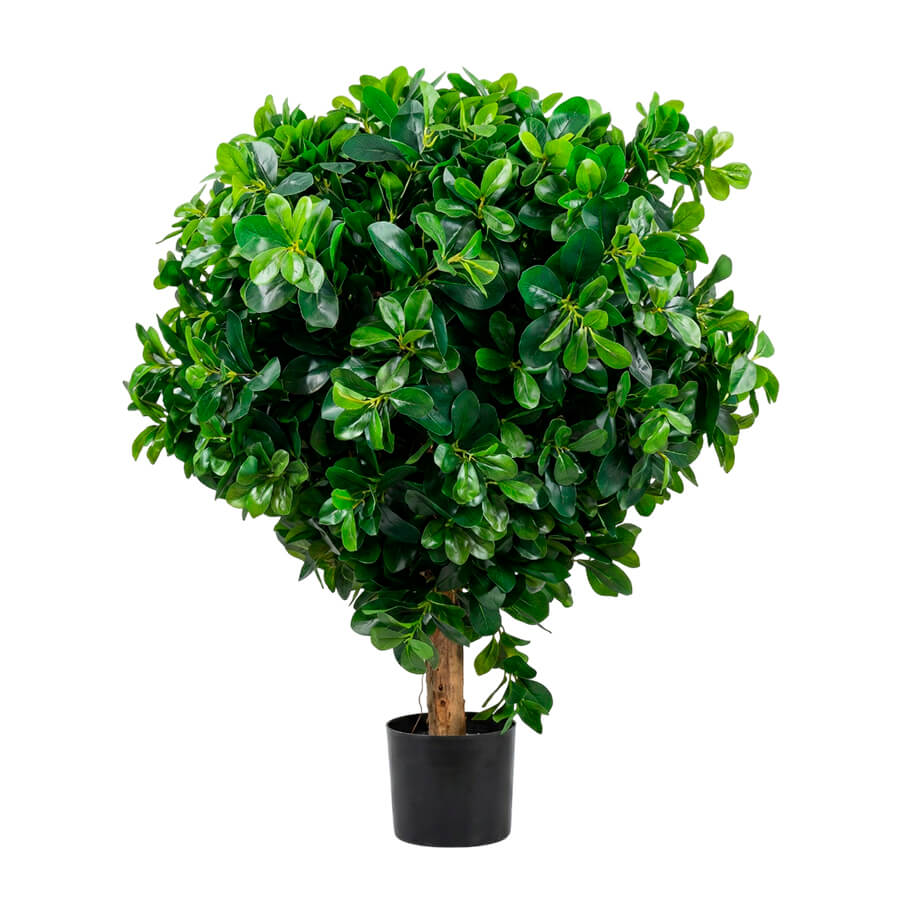 MC-64008DZ Питтоспорум шар Евро Офис (Зелёный)