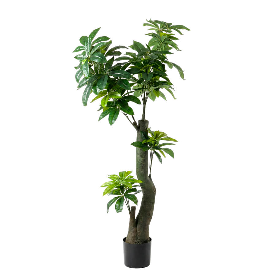 MC-85010YHY Пахира водная  Евро Офис (Зелёный)