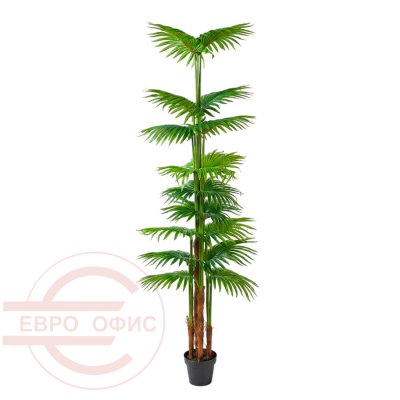 10071GC Пальма хамедорея Евро Офис (Зелёный)