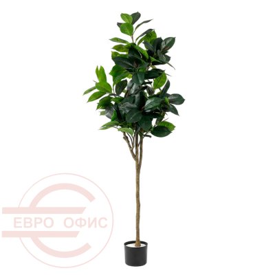 MC-81033MC Фикус микрокарпа Евро Офис (Зелёный)