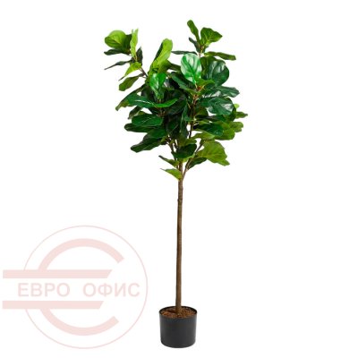 MC-20542HF Фикус лировидный Евро Офис (Зелёный)