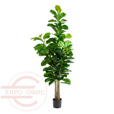 MC-76043QS Драцена маргината Евро Офис (Зелёный)