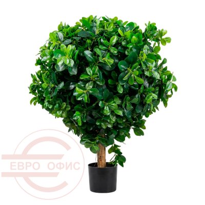 MC-64008DZ Питтоспорум шар Евро Офис (Зелёный)