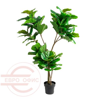 MC-10030GC Фикус лировидный разветвлённый Евро Офис (Зелёный)
