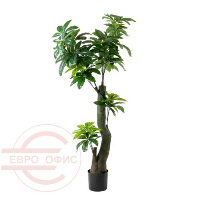 MC-85010YHY Пахира водная  Евро Офис (Зелёный)