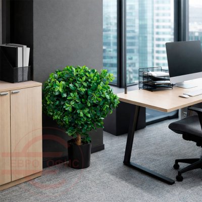 MC-64008DZ Питтоспорум шар Евро Офис (Зелёный)