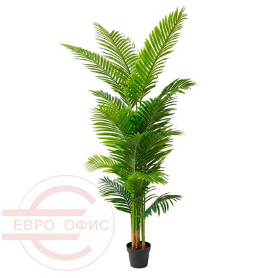 MC-20718YS Пальма Арека Евро Офис (Зелёный)